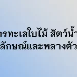 มังกรทะเลใบไม้ สัตว์นํ้าที่มีเอกลักษณ์และพลางตัวเก่ง